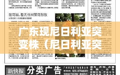 广东现尼日利亚突变株（尼日利亚突变株什么意思）