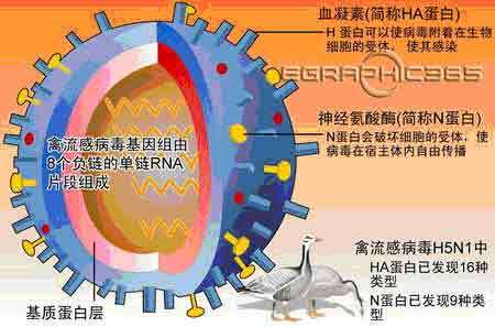 h3n8/H3N8禽流感病毒 h3n8/H3N8禽流感病毒