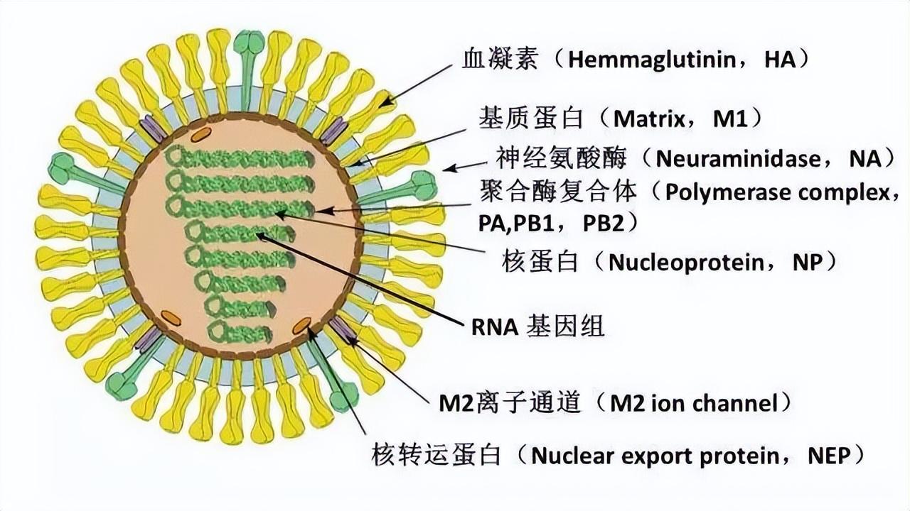 h3n8/H3N8禽流感病毒 h3n8/H3N8禽流感病毒