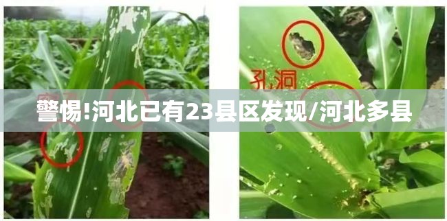 警惕!河北已有23县区发现/河北多县