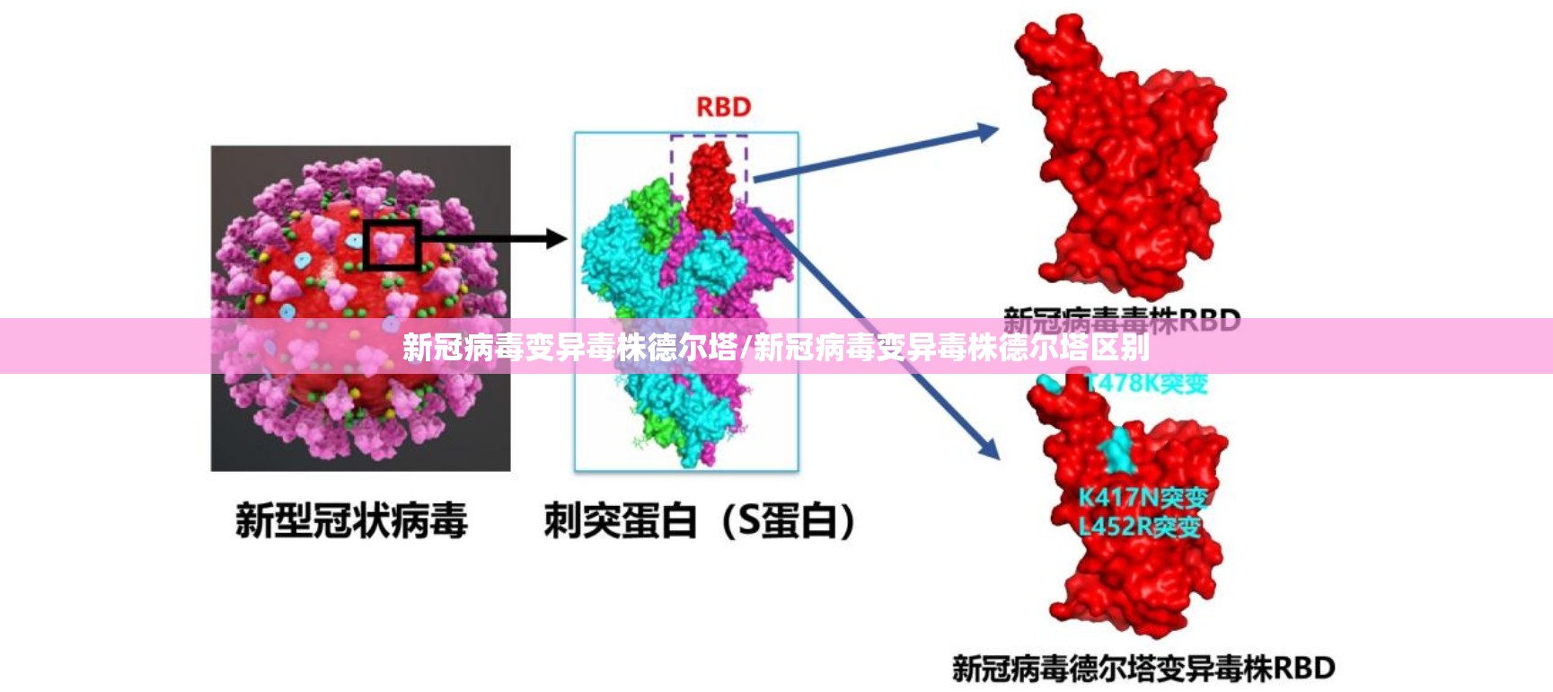 新冠病毒变异毒株德尔塔/新冠病毒变异毒株德尔塔区别 新冠病毒变异毒株德尔塔/新冠病毒变异毒株德尔塔区别